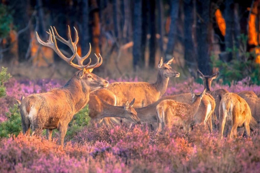 Te Huur: Leuke 4-Persoons Stacaravan Op Top Locatie! Hoenderloo Kültér fotó